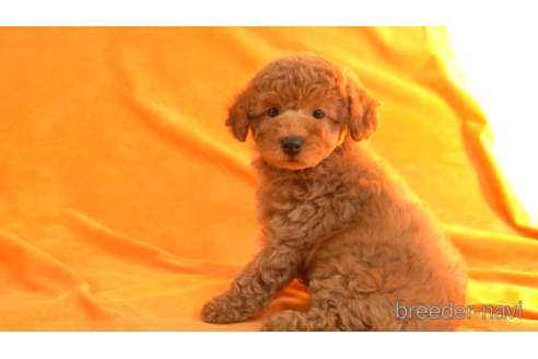 成約済の東京都のトイプードル-157959の2枚目